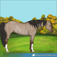 Horse Color:Liver Red Dun Rabicano Brindle