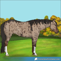 Horse Color:Liver Red Dun Brindle 
