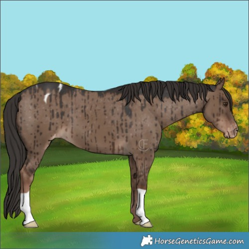 Horse Color:Liver Red Dun Appaloosa Brindle 