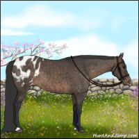 Horse Color:Brown Dun Appaloosa Brindle 