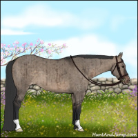 Horse Color:Brown Dun Appaloosa Brindle 