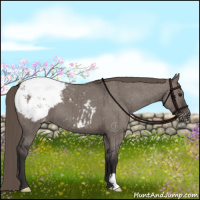 Horse Color:Smoky Grullo Appaloosa Brindle 