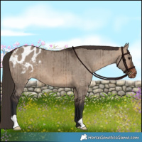 Horse Color:Brown Dun Appaloosa Brindle