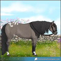 Horse Color:Grullo Appaloosa Brindle 
