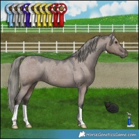 Horse Color:Liver Red Dun Mushroom Appaloosa