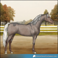 Horse Color:Liver Red Dun Mushroom Appaloosa 