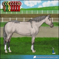 Horse Color:Liver Red Dun Mushroom Appaloosa