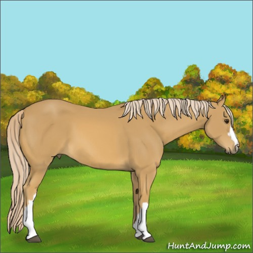 Horse Color:Palomino 