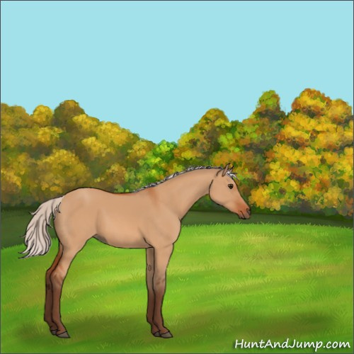 Horse Color:Silver Bay Dun 