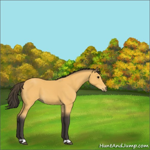 Horse Color:Buckskin 