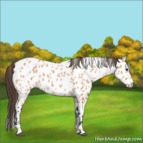 Horse Color:Bay Dun Tobiano Appaloosa 