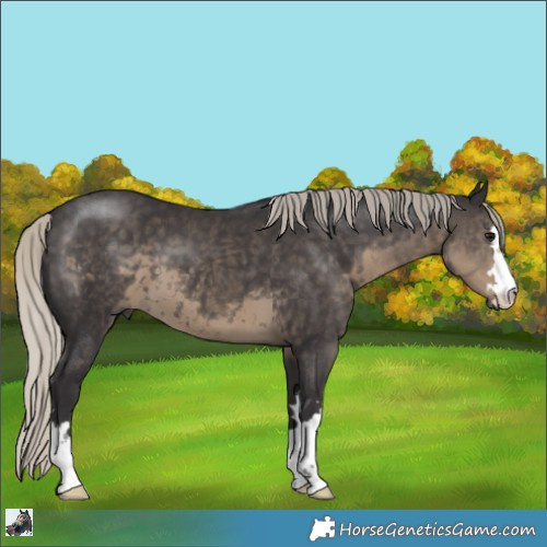 Horse Color:Silver Smoky Black 