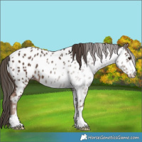 Horse Color:Liver Chestnut Appaloosa 