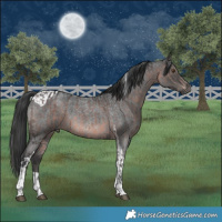 Horse Color:Platinum Brown Tobiano  and Platinum Blue Roan Tobiano 