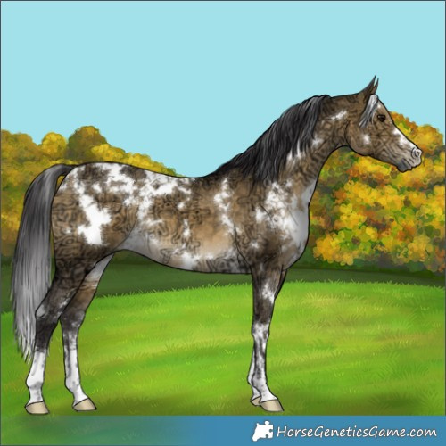 Horse Color:White Spotted Buckskin Ice Dun 
