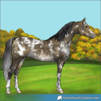 Horse Color:White Spotted Buckskin Ice Dun 