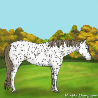 Horse Color:Smoky Blue Roan Frame Near Leopard 
