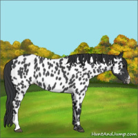 Horse Color:Blue Roan Appaloosa 