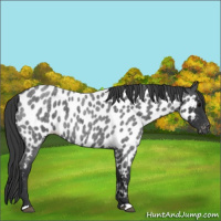 Horse Color:Blue Roan Near Leopard