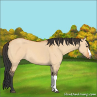 Horse Color:Bay Dun