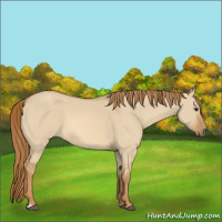 Horse Color:Red Dun