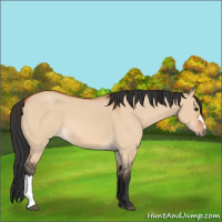Horse Color:Bay Roan Dun 