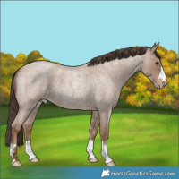 Horse Color:Classic Champagne Roan