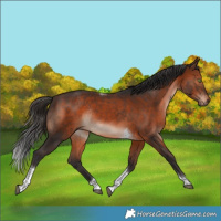 Horse Color:Brown Tobiano Rabicano 
