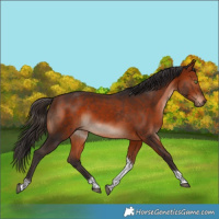 Horse Color:Bay Tobiano Rabicano 