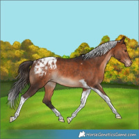 Horse Color:Bay Tobiano Blanket Rabicano 
