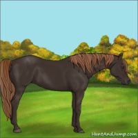 Horse Color:Liver Chestnut Rabicano 