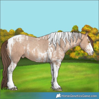 Horse Color:Amber Champagne Sabino Tobiano Blanket and Amber Champagne Sabino Tobiano Varnish