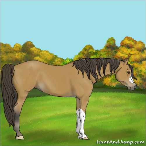 Horse Color:Buckskin 
