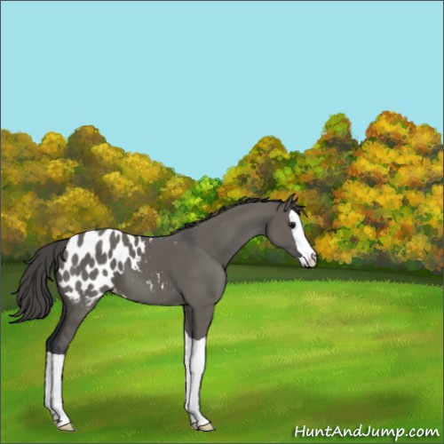 Horse Color:Grullo Splash Appaloosa 