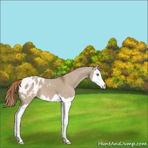 Horse Color:Liver Red Dun Splash Appaloosa