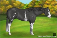 Horse Color:White Spotted Smoky Black Splash 