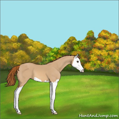 Horse Color:Red Dun Splash