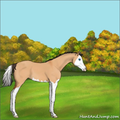 Horse Color:Bay Dun Splash 