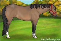 Horse Color:Unknown 