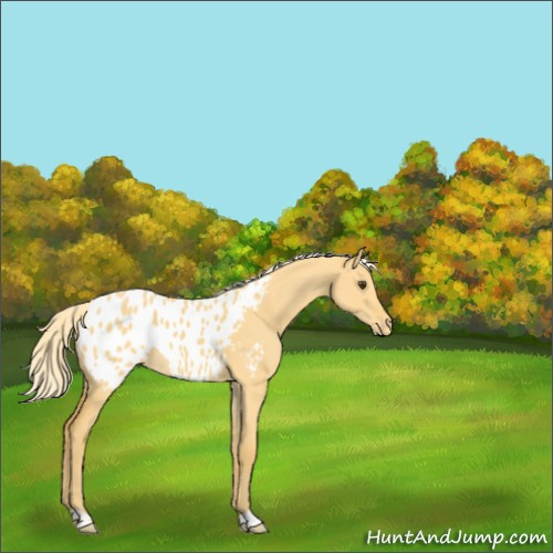 Horse Color:Palomino Dun Appaloosa 