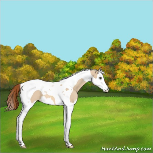 Horse Color:Red Dun Splash Tobiano 