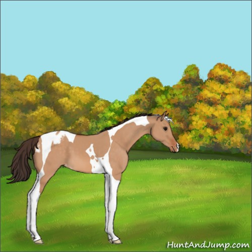 Horse Color:Bay Dun Tobiano Appaloosa