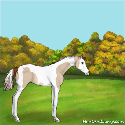 Horse Color:Red Dun Splash Tobiano