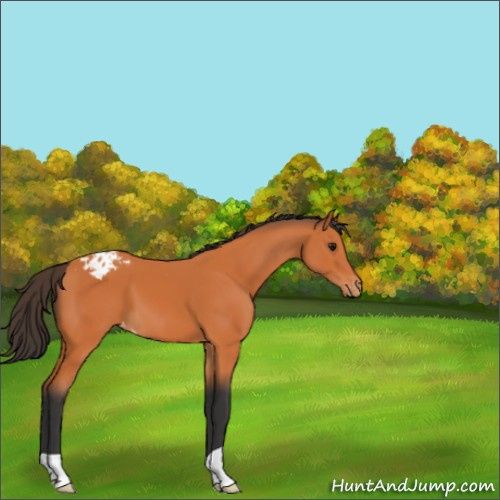 Horse Color:Bay Appaloosa