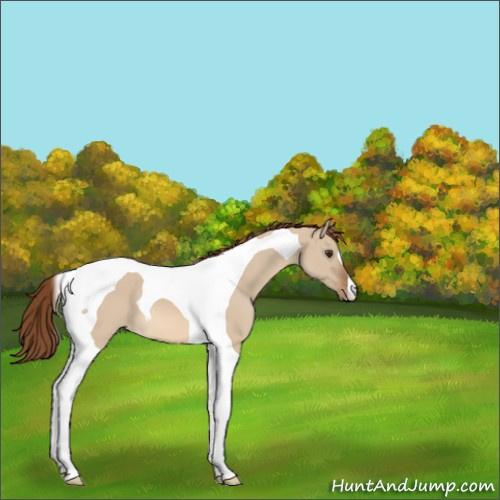 Horse Color:Red Dun Tobiano Appaloosa