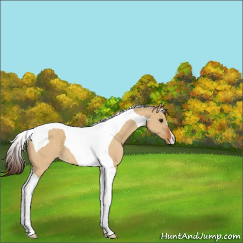 Horse Color:Buckskin Dun Tobiano Appaloosa
