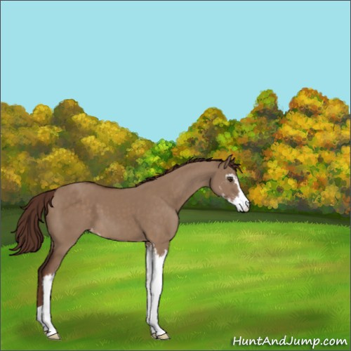 Horse Color:Liver Red Dun Sabino Appaloosa 