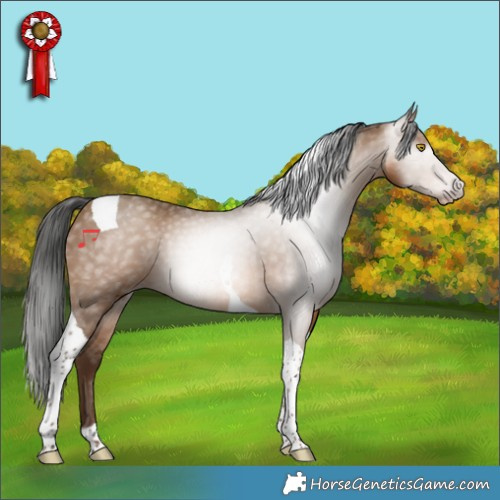Horse Color:Gray Amber Champagne Tobiano 