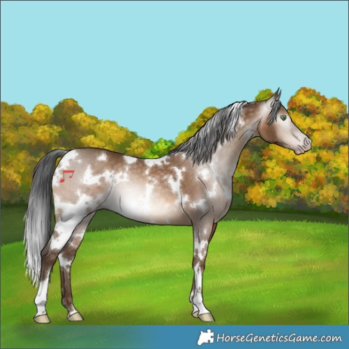 Horse Color:Gray White Spotted Amber Champagne 