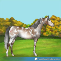 Horse Color:Gray White Spotted Amber Champagne 